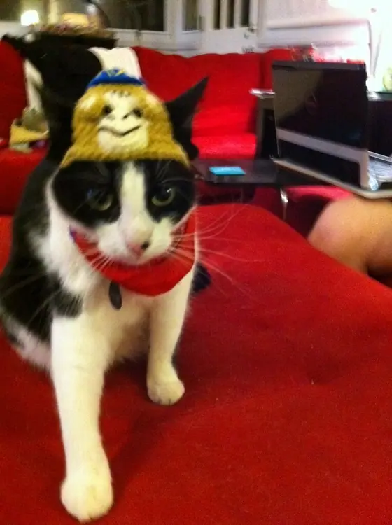 Freddie — Chimp Hats For Cats
